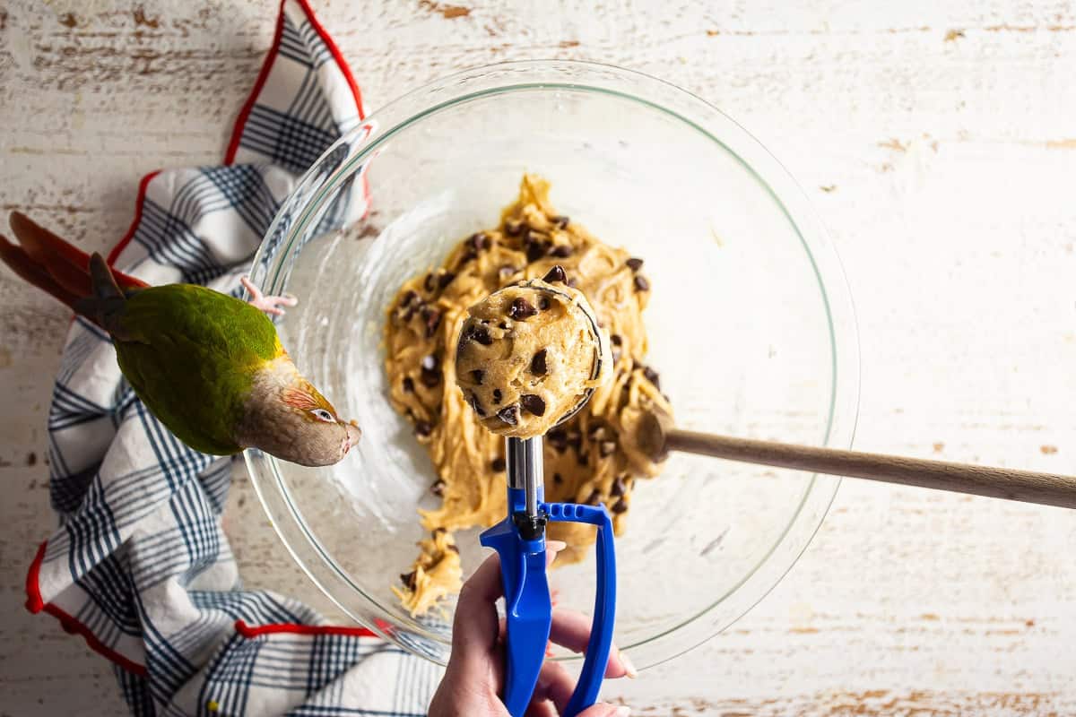 A scoop of cookie dough in a scooper before being placed on a cookie sheet.
